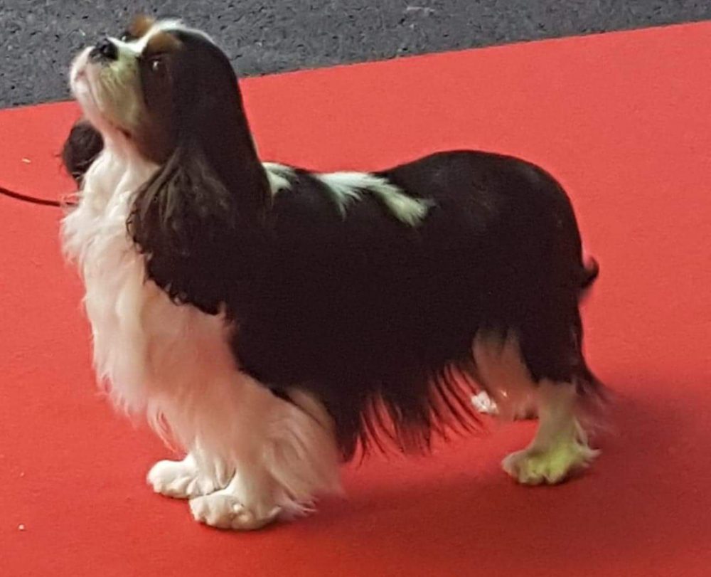 Les Cavaliers de Bettignies