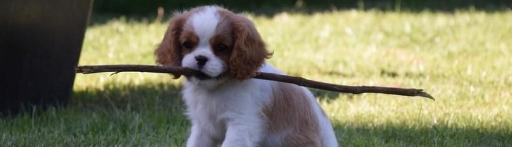 Les Cavaliers de Bettignies