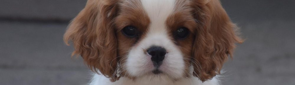 Les Cavaliers de Bettignies