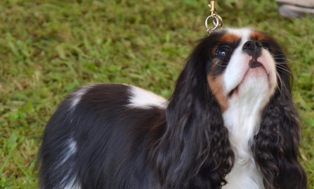 Les Cavaliers de Bettignies