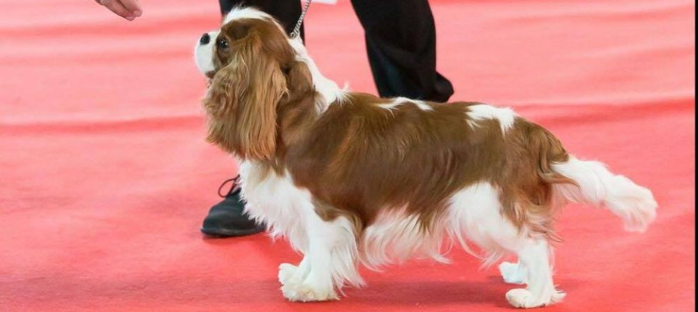Les Cavaliers de Bettignies
