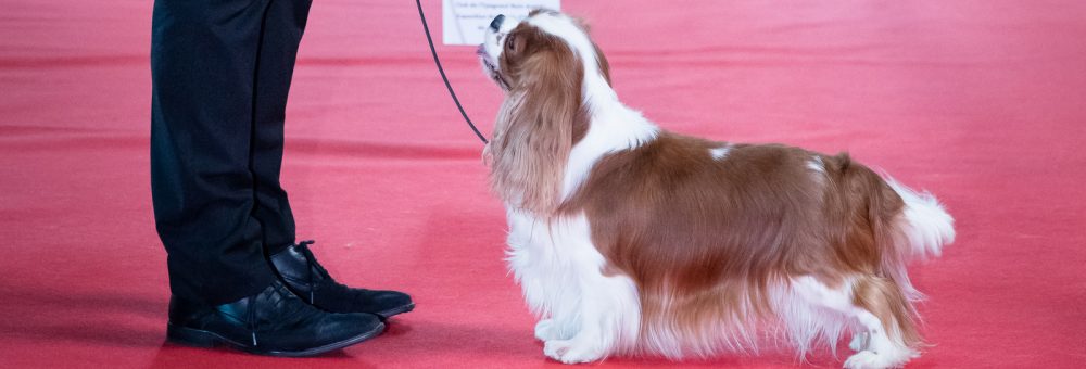Les Cavaliers de Bettignies