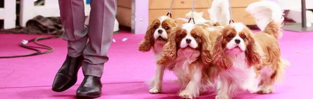 Les Cavaliers de Bettignies