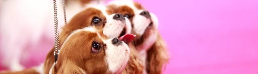 Les Cavaliers de Bettignies