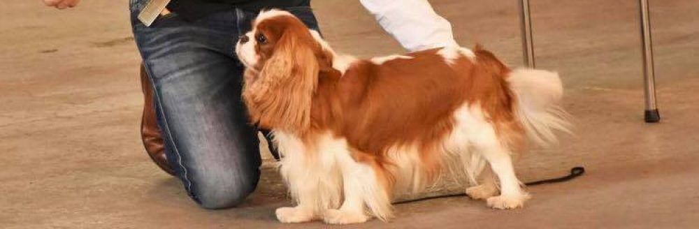 Les Cavaliers de Bettignies