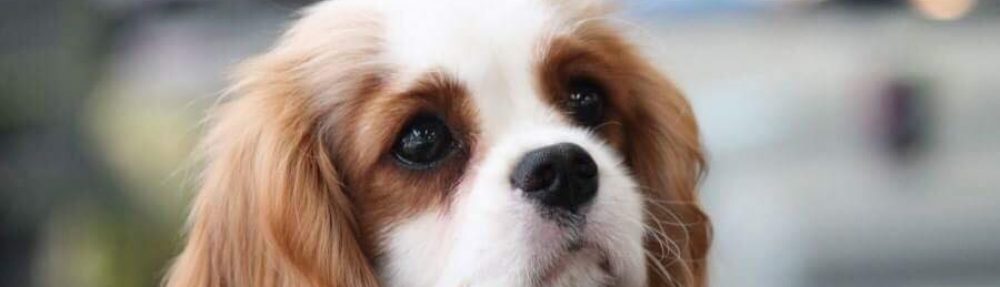 Les Cavaliers de Bettignies