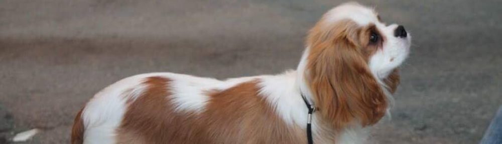 Les Cavaliers de Bettignies