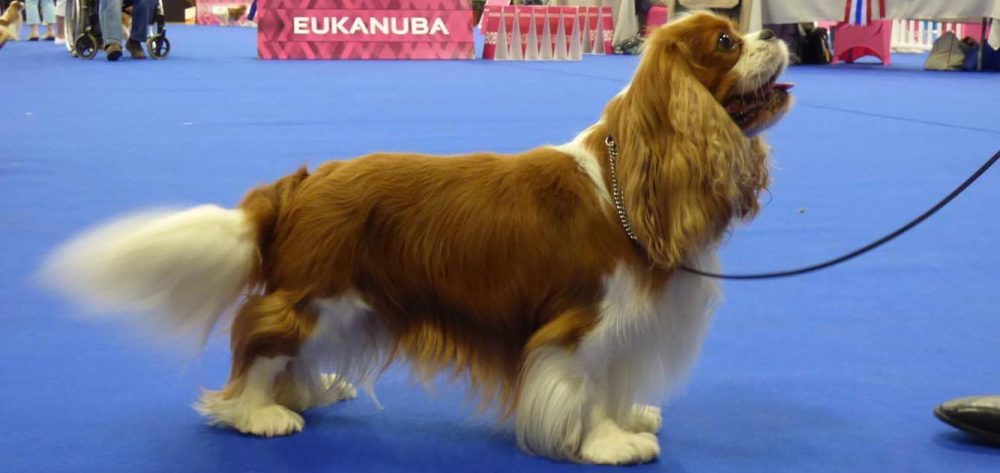 Les Cavaliers de Bettignies