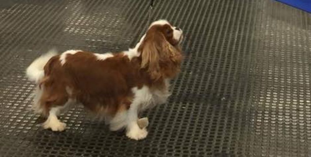 Les Cavaliers de Bettignies
