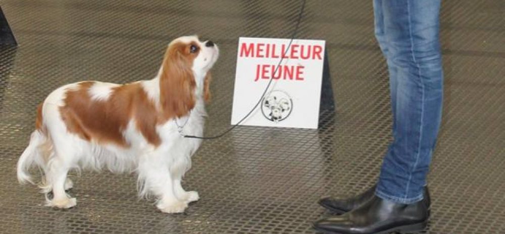 Les Cavaliers de Bettignies