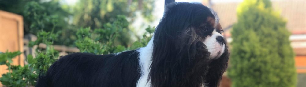 Les Cavaliers de Bettignies