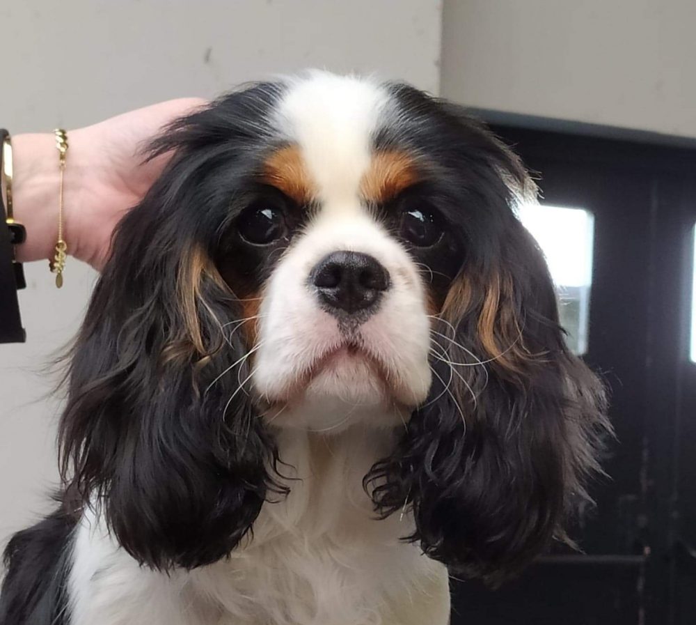Les Cavaliers de Bettignies