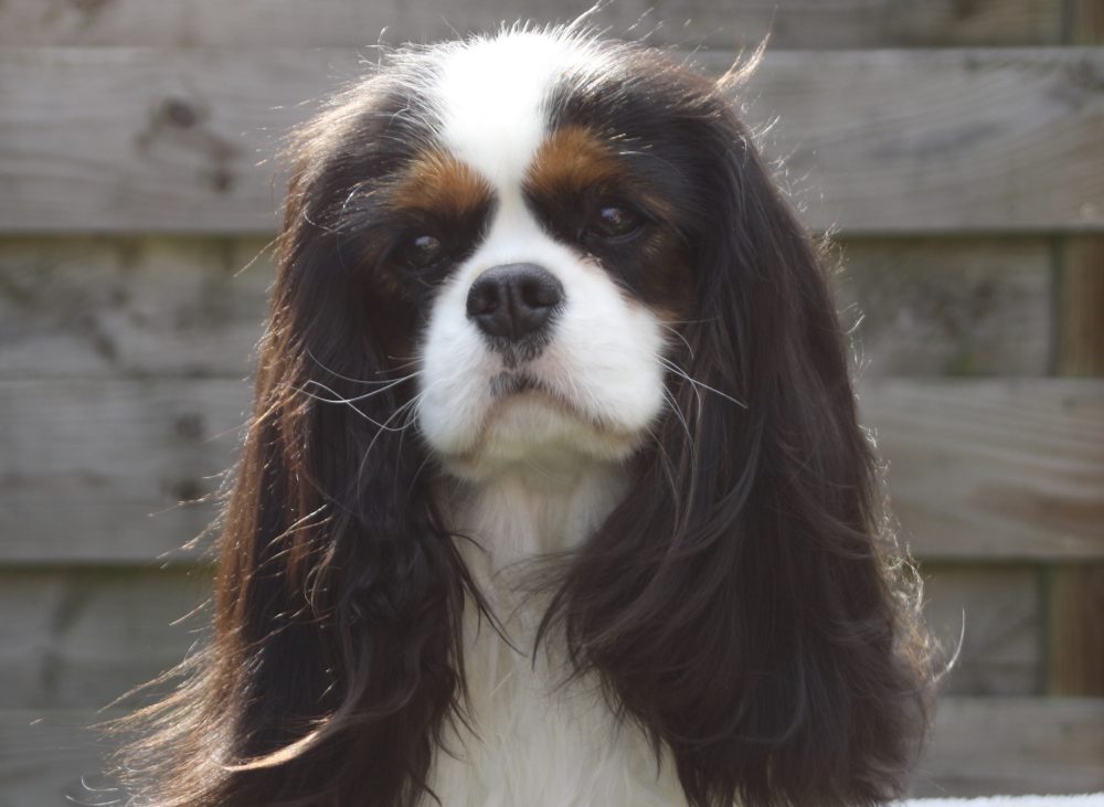 Les Cavaliers de Bettignies