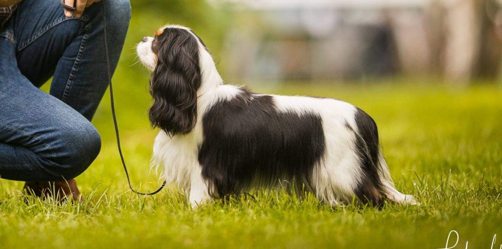Les Cavaliers de Bettignies