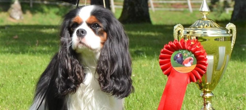 Les Cavaliers de Bettignies