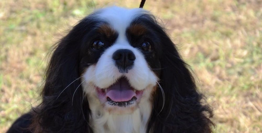 Les Cavaliers de Bettignies